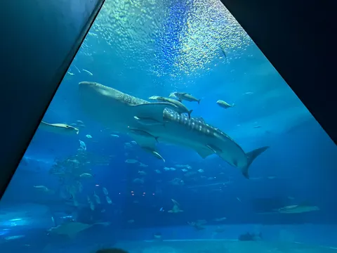 青の世界を漂う巨鯨