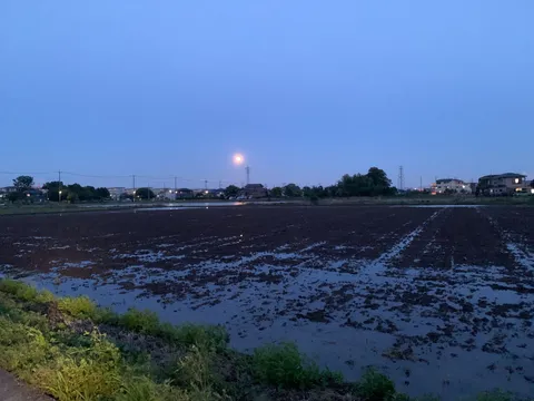月明かりが照らす田んぼ