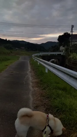 犬と夕暮れ、農道の風景