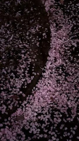 夜道の花びら模様