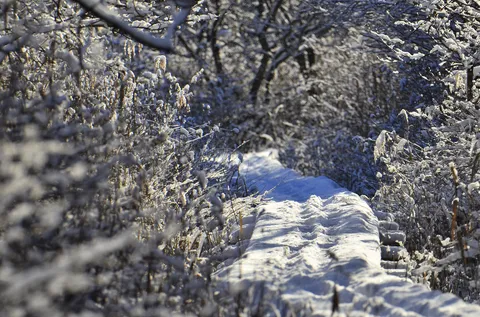 日差しが差す雪の小径
