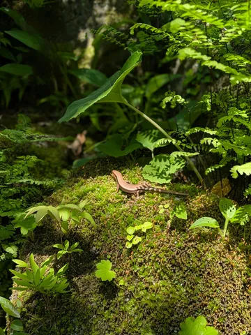 苔むす岩と小さな賢者