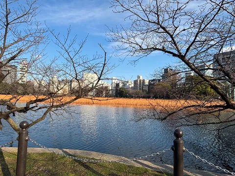 冬空に澄む、枯れた葦と水面