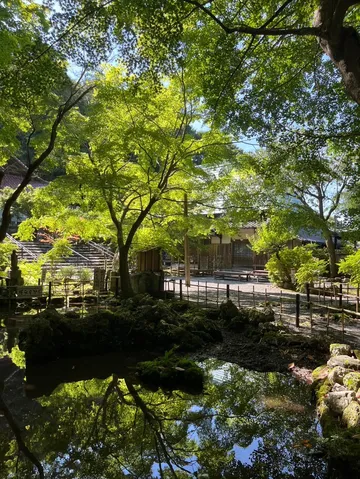 木漏れ日、水面に映る緑