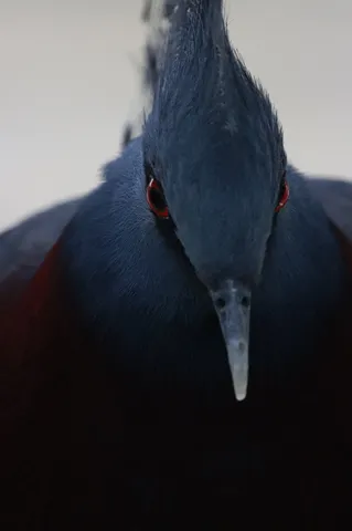 燃えるような赤、漆黒の瞳