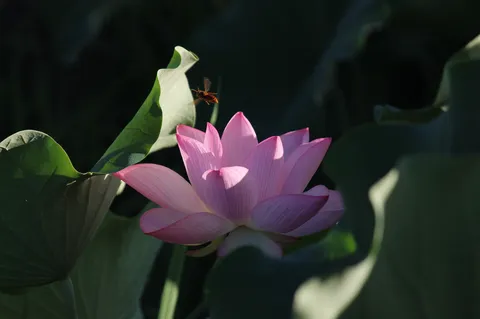 蓮の花と一瞬の出会い