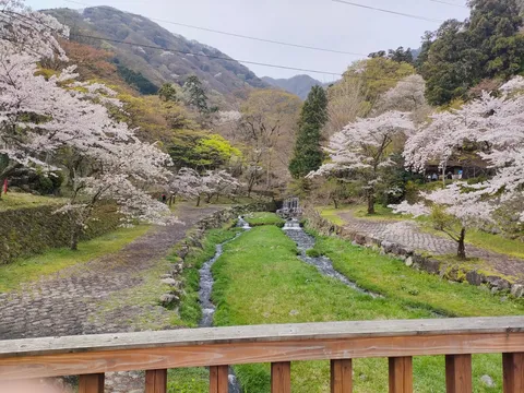 川沿いの桜並木に癒される