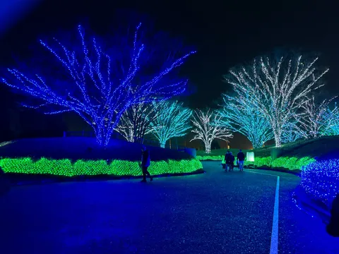 光が彩る夜の散歩道