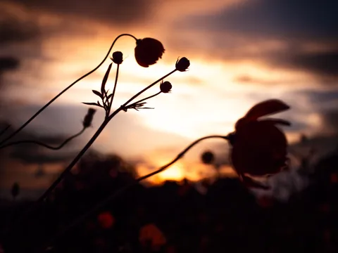 夕暮れのシルエット、風に揺れる花
