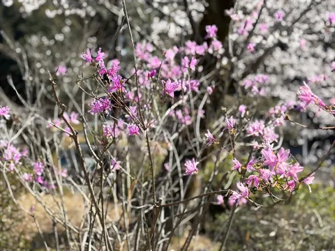 春を告げる薄桃色の小花