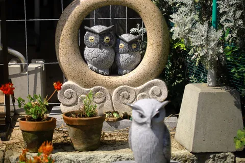 フクロウたちの集会、時々おしゃべり？