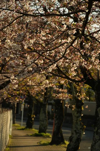春風と桜並木