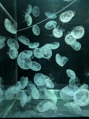 水中を漂う、幻想的なクラゲたち