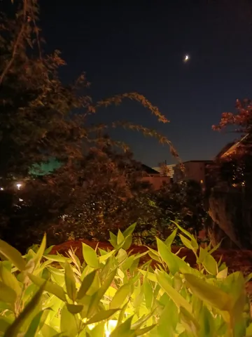 月夜に揺れる竹と街灯