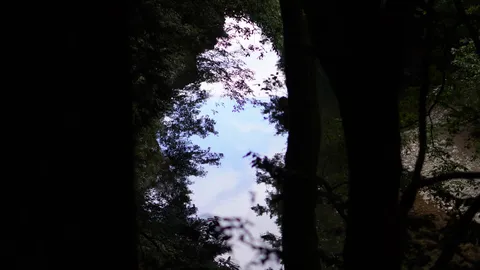 樹間に浮かぶ青い窓