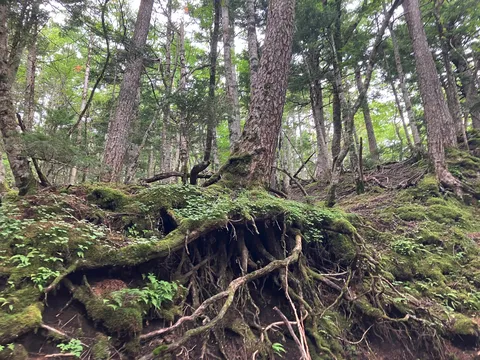 苔むす森の生命力