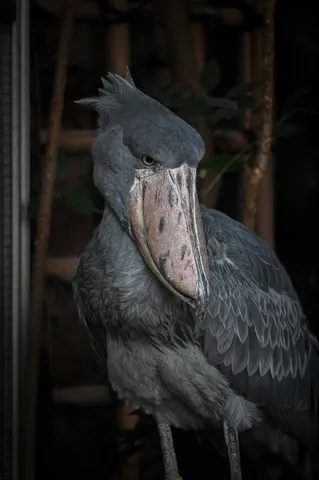 古代の賢者のような鳥