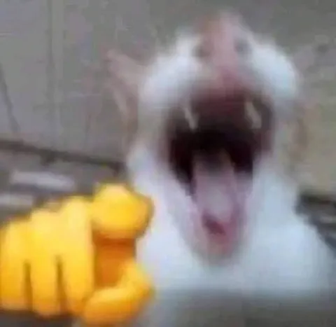 迫る！猫パンチ！