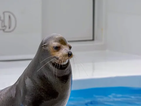 水辺に佇む、賢い瞳