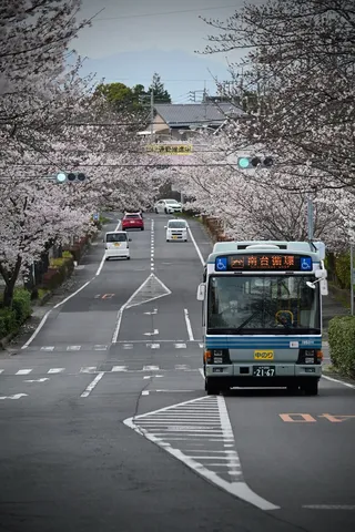 桜トンネルを行くバスと車たち