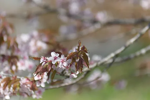 淡い桜と若葉の競演