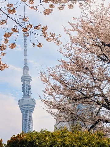 桜とスカイツリーの春景