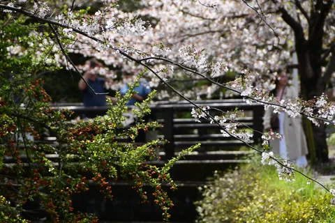 春風と桜、そして静かな瞬間