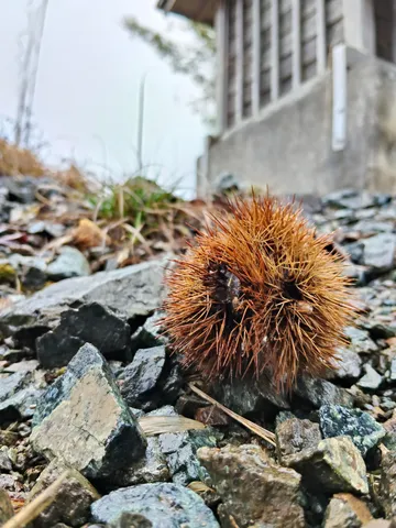 栗ボールと石の秋景