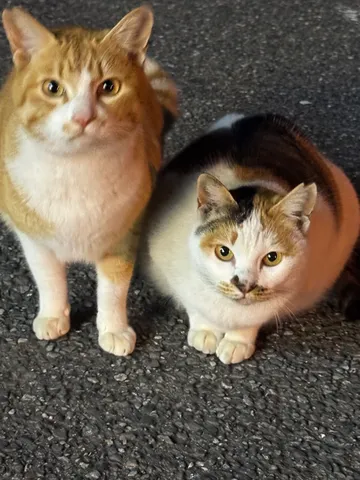 並ぶ影と光の猫たち