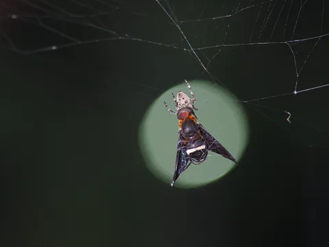 夜の蜘蛛と獲物の静寂