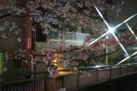 夜桜の幻想的な光の戯れ