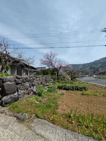 春風と石垣の畑風景