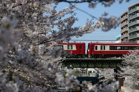 桜並木をゆく赤い列車