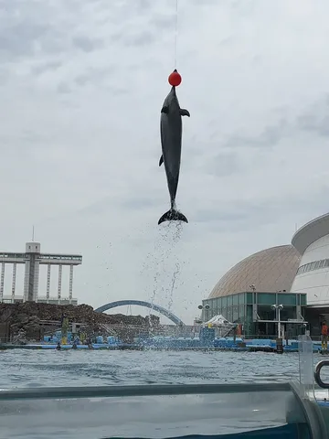 人間とイルカの絆、見事な空中ショー