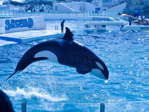 海と舞う影のダイナミズム