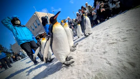 雪上をゆく、ペンギンたちの行進