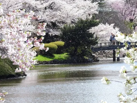 桜風景の水辺散歩