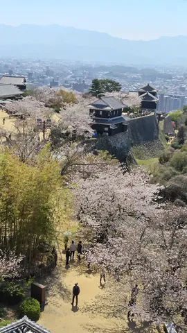 古城と桜、時を超えた風景