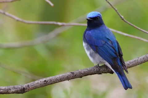 青いささやきの鳥影