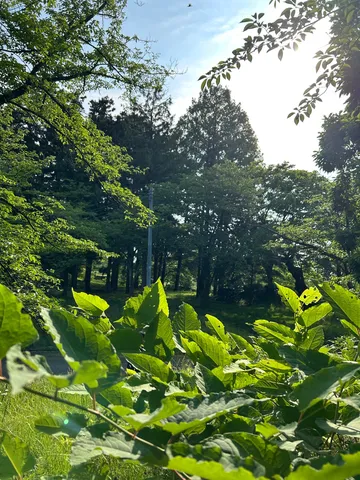 木漏れ日の緑陰