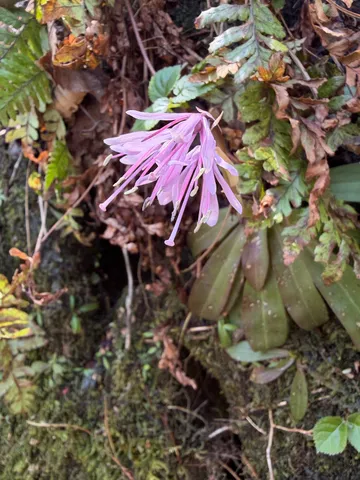 苔むす岩に咲く、薄紅の神秘