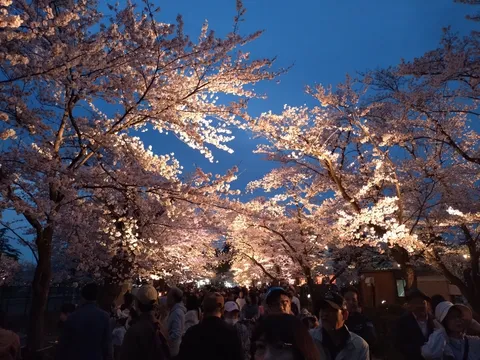 光彩放つ夜桜の道