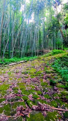 苔むした石畳と竹林の道