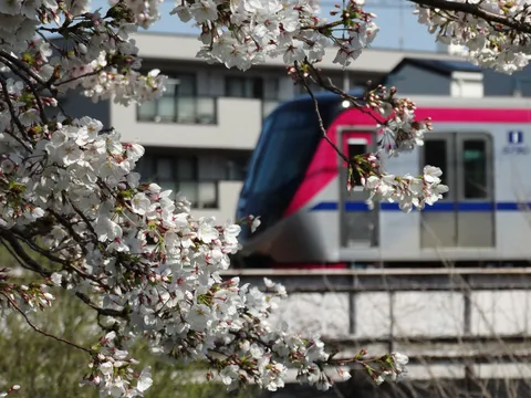 桜越しに見る、彩りの電車