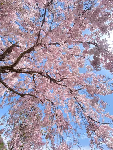 春風に揺れる桜色のカーテン