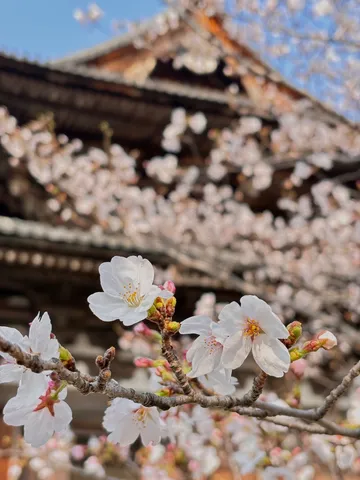 寺院を背景に咲く桜