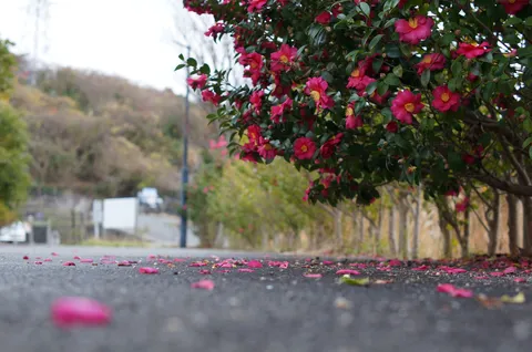 春を告げる花びらの絨毯