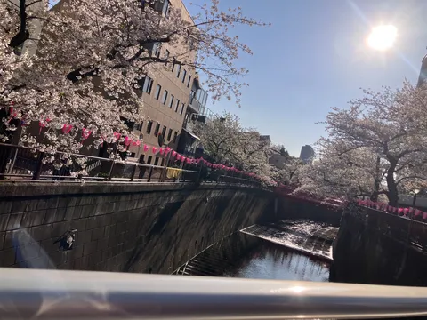 川沿いの桜並木と春の陽射し