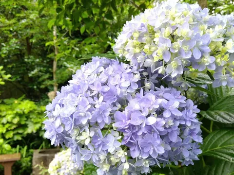 儚くも美しい、紫陽花のグラデーション