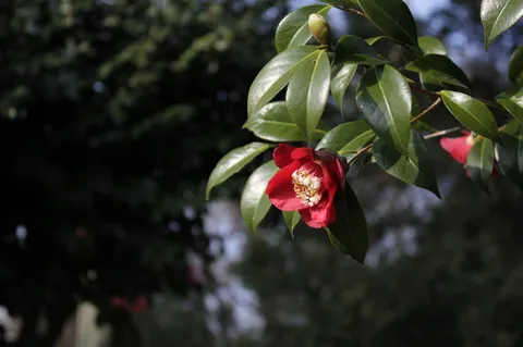 紅花と緑の静かな一瞬